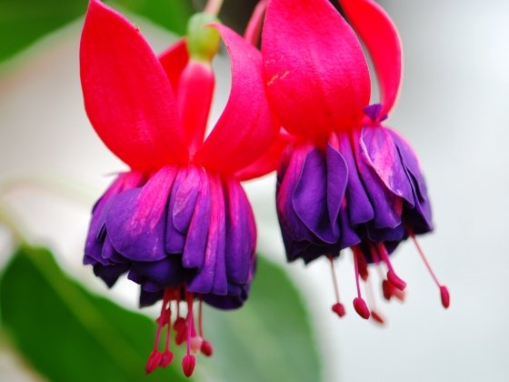 Fuchsia x 'Racine'